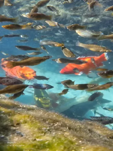 آکواریوم طبیعی خارا